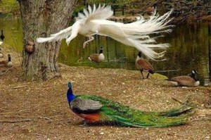 Flying Peacock Totally Looks Like Mythical Creature... wOw