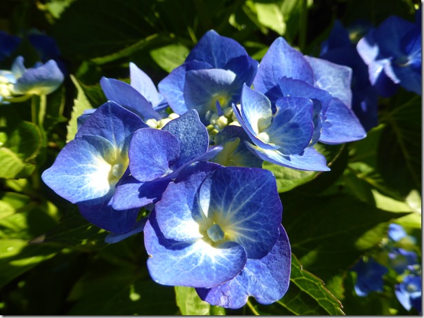Lacy Hydrangea - Guenette photo