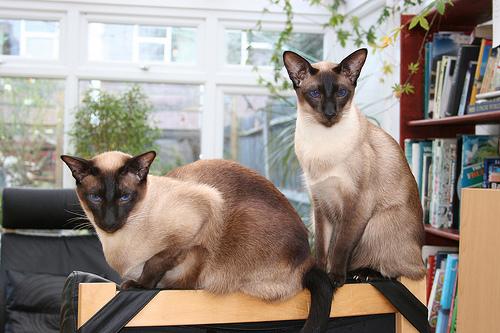siamese-twin-cats
