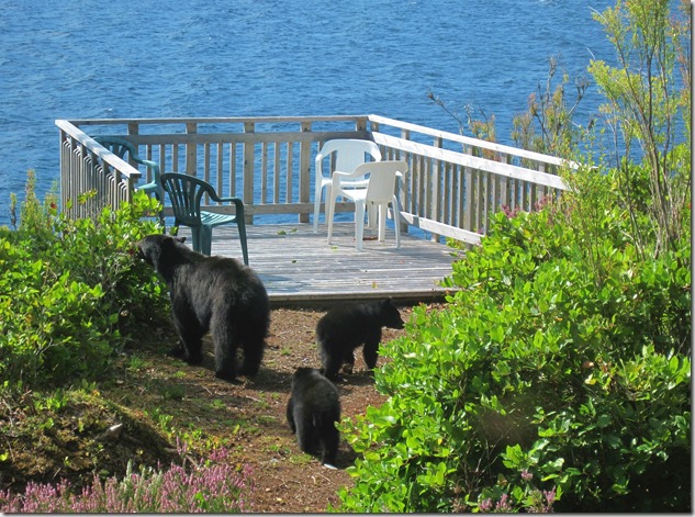 Mama bear and cubs - Guenette photo