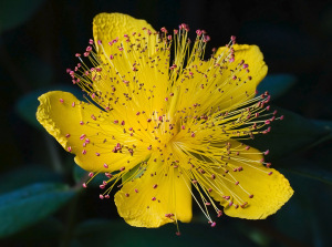 Hypericum