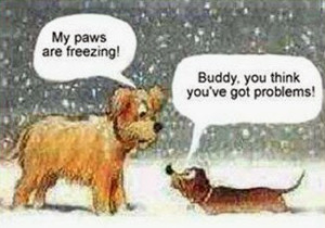 christmas_dog_freezing