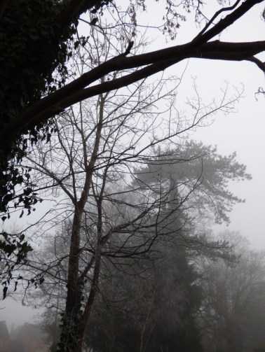 silhouetted trees in fog