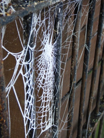 frozen cobweb