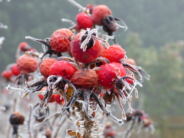 frozen rosehips