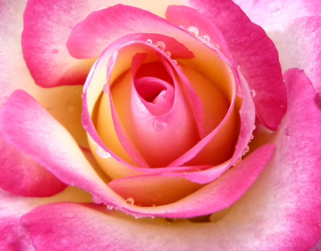 perfect rose