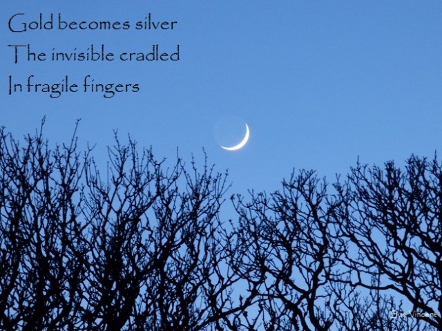 gold becomes silver, the invisible cradled in fragile fingers