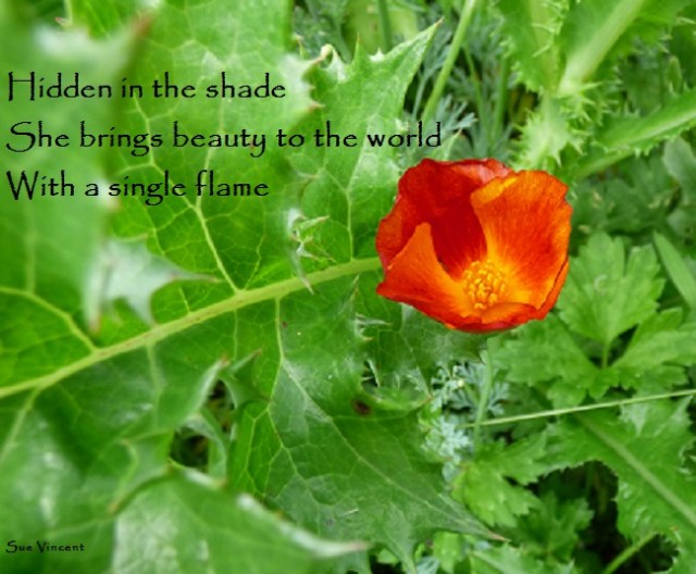 Hidden in the shade, she brings beauty to the world, with a single flame.