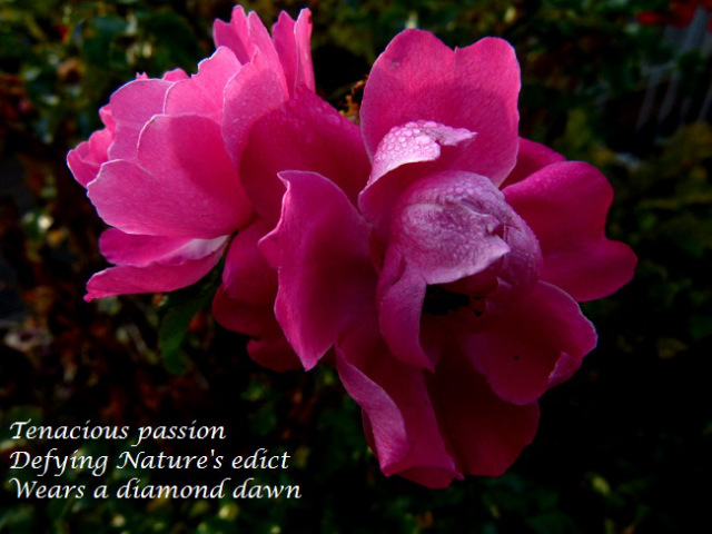 Tenacious passion, defying nature's edict wears a diamond dawn
