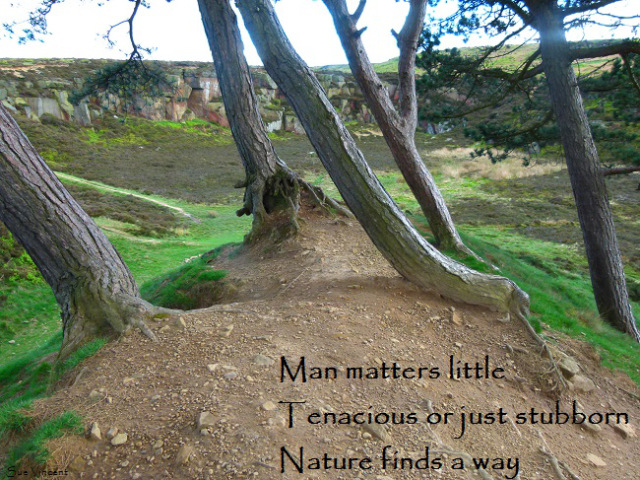 Man matters little, tenacious or just stubborn, nature finds a way
