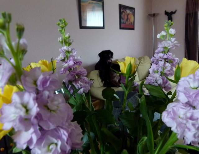 november hawk orc 102