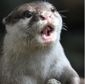 Otter singing