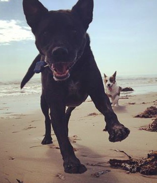 Old Dog, New&nbsp;Trick