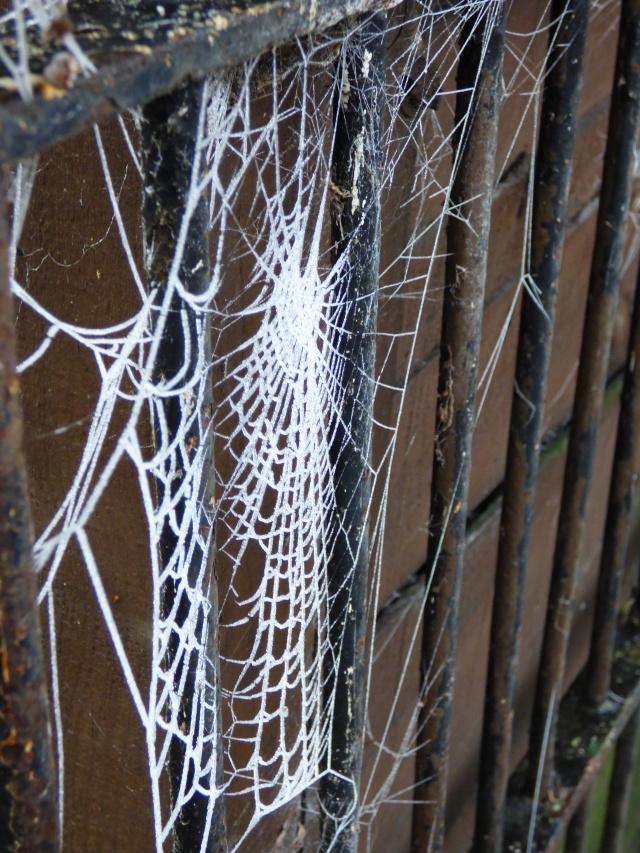 frozen cobweb