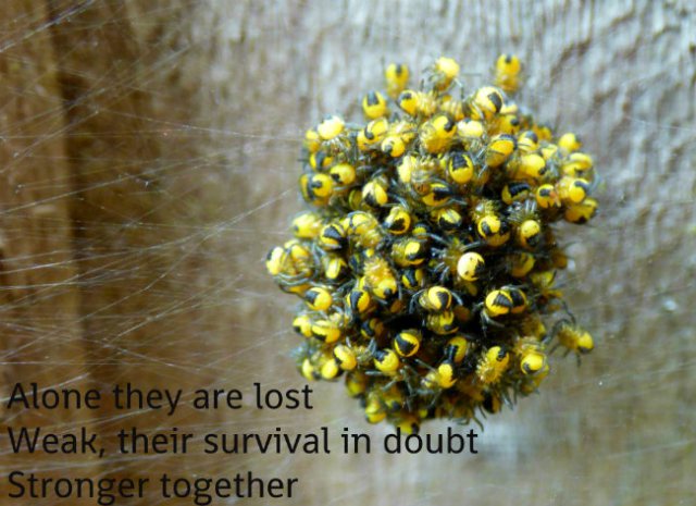 Alone they are lost Weak, their survival in doubt Stronger together