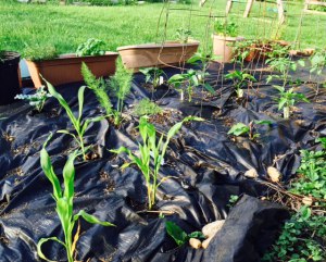 Half of the planted garden