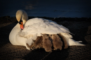Swan and signets ( all 8 of them) under mum's feathers.