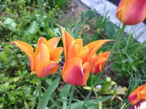 Tulips growing around the house