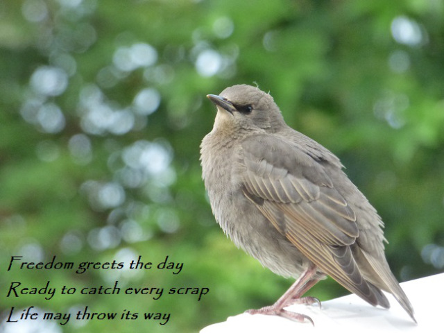 Freedom greets the day Ready to catch every scrap Life may throw its way