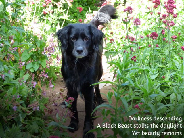Darkness descending A Black Beast stalks the daylight Yet beauty remains