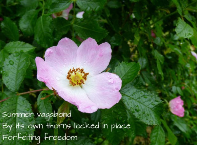 Summer vagabond By its own thorns locked in place Forfeiting freedom