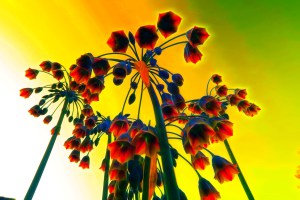 IMG_0365sunflower_glow (Large)