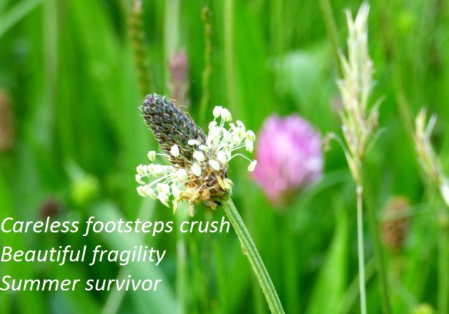 Careless footsteps crush Beautiful fragility Summer survivor