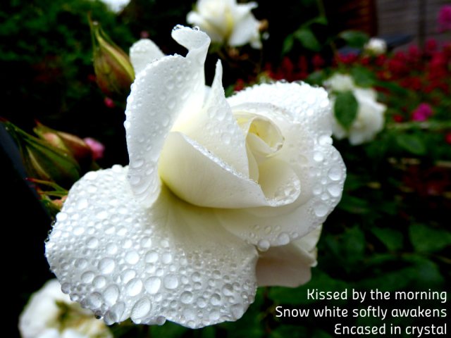 Kissed by the morning, snow white softly awakens, encased in crystal
