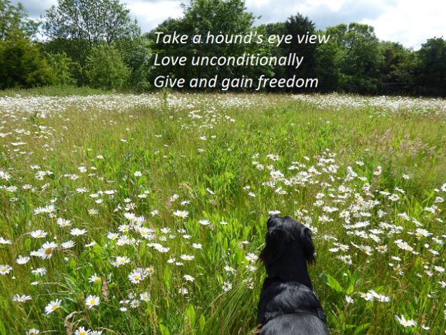 Take a hound’s eye view Love unconditionally Give and gain freedom