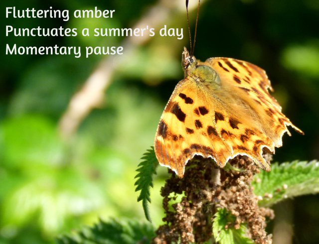 Fluttering amber Punctuates a summer day Momentary pause