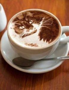 cat coff