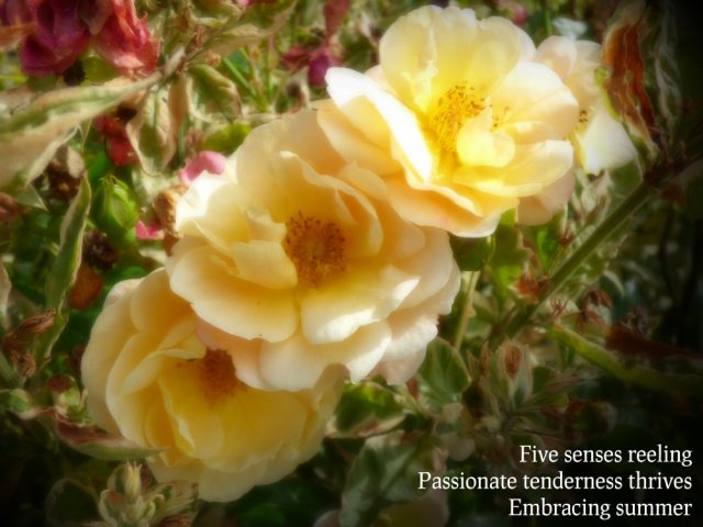 Five senses reelingPassionate tenderness thrivesEmbracing summer