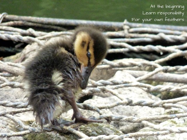 At the beginning Learn responsibilty For your own feathers