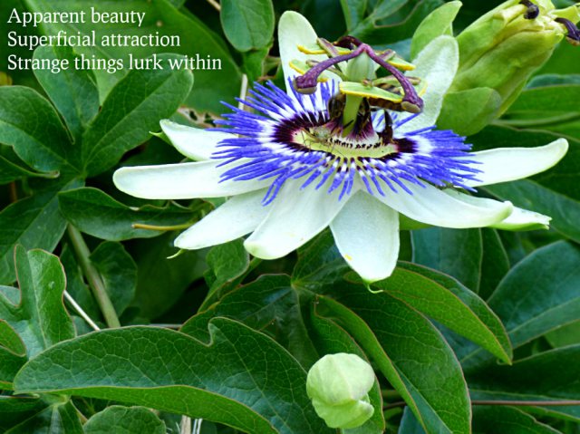 Apparent beauty Superficial attraction Strange things lurk within