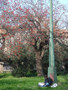 study-in-the-park-1379907