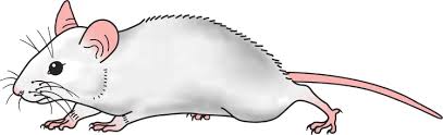 images_mice