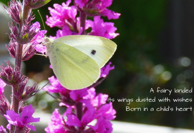 A fairy landed Its wings dusted with wishes Born in a child's heart