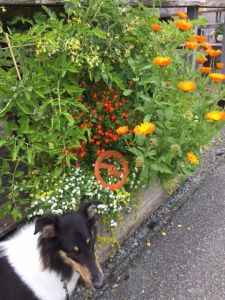 Collies and disappearing orange things