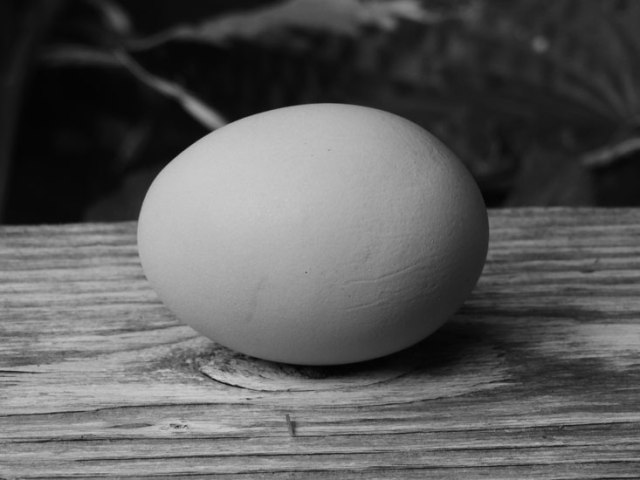 chicken egg