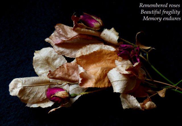 remembered roses, beautiful fragility, memory endures