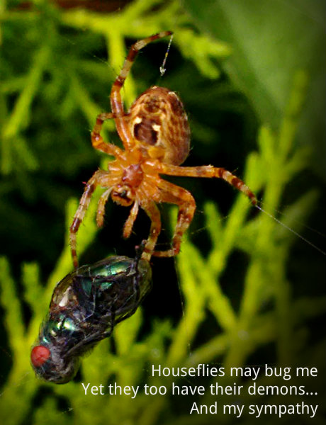 Houseflies may bug me Yet they too have their demons...And my sympathy