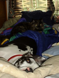 Here is a prime example of Fiona perching on Piper the Great Dane. This was not a one time occurrence.