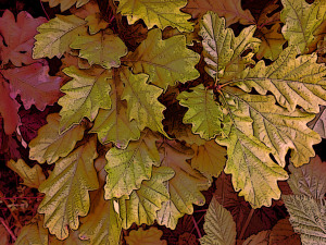 Young Oak leaf
