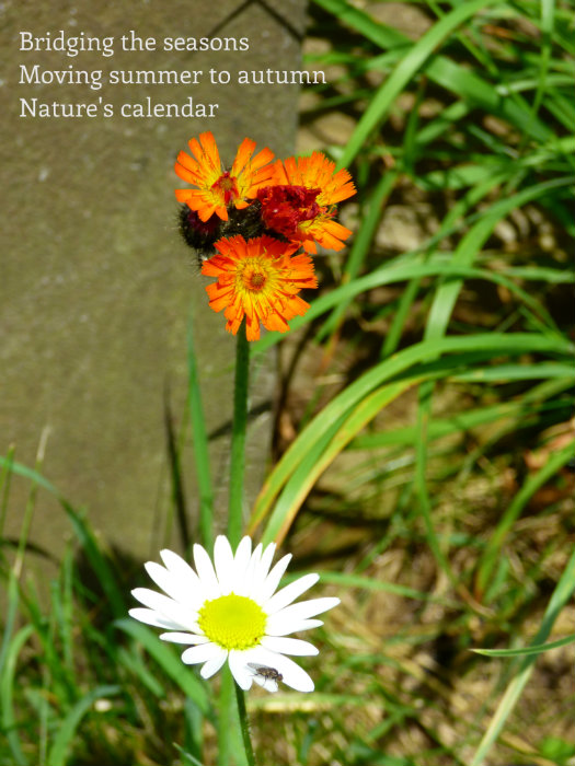 Bridging the seasons Moving summer to autumn Nature's calendar
