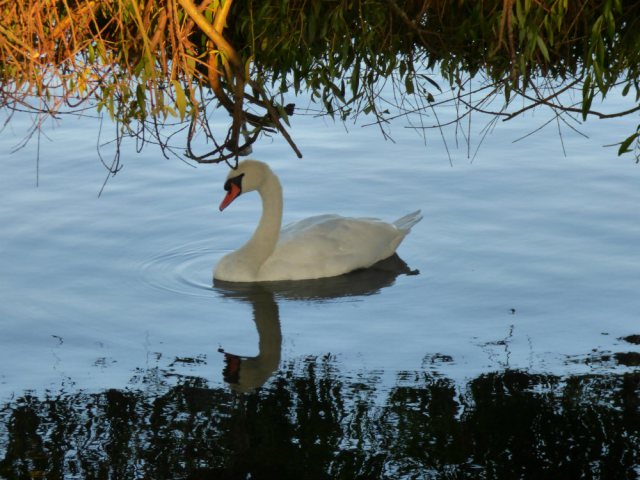 swan