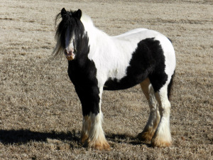 Clydesdale