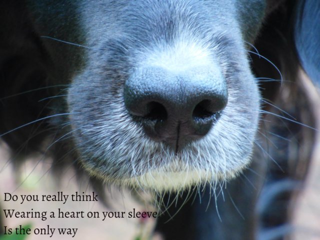 Do you really think Wearing a heart on your sleeve Is the only way