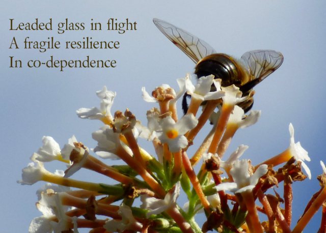 Leaded glass in flight A fragile resilience In co-dependence