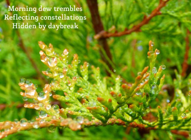 morning dew trembles, reflecting constellations hidden by daybreak