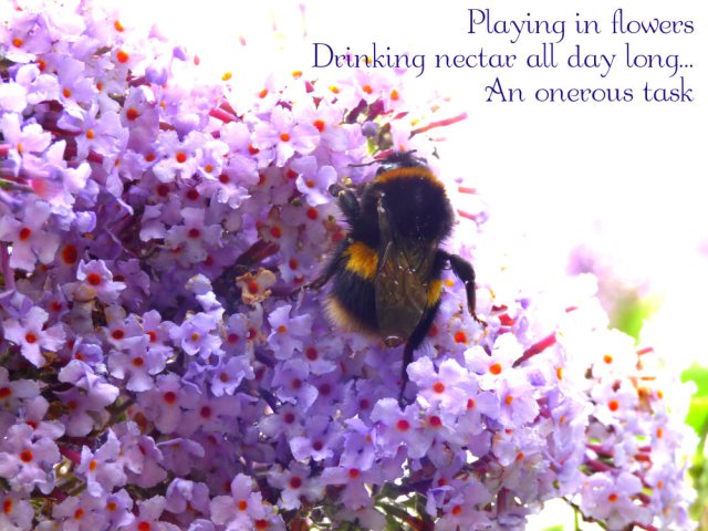 Playing in flowersDrinking nectar all day long...An onerous task